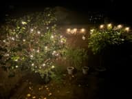 Lumify USB Solar Fairy Lights - Warm White 100 LEDs customer photo view 1