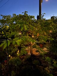 Lumify USB Solar Edison Bulbs - Set Of 20 customer photo view 1