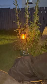 TrueFlame USB Solar Crook Lantern customer photo view 1